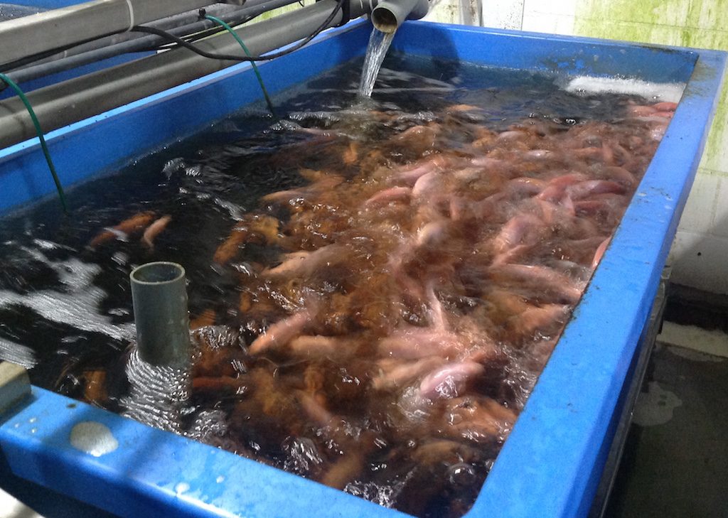 Acquario in vetroresina per piscicoltura